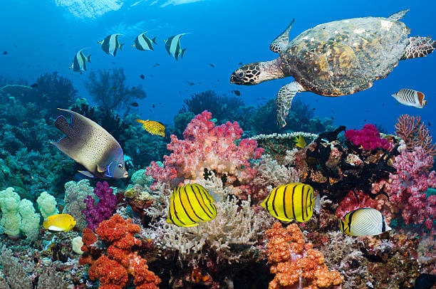 Unit 10: THE ECOSYSTEM