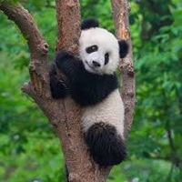 panda