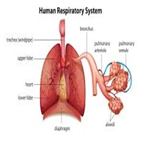 respiratory
