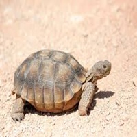 tortoise